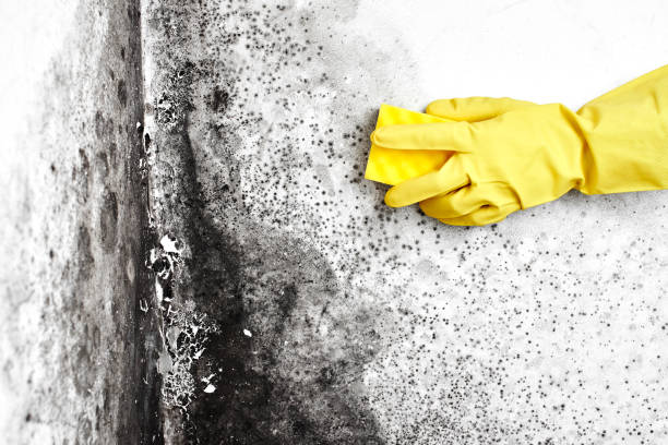 Best Industrial Mold Remediation  in Smith Valley, NV