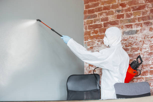 Best Mold Removal for HVAC Installations  in Smith Valley, NV