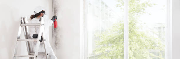 Environmental Consulting for Mold Prevention in Smith Valley, NV
