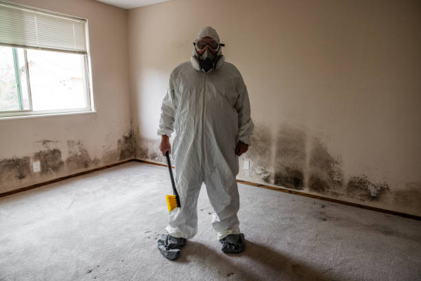 Best Environmental Consulting for Mold Prevention  in Smith Valley, NV